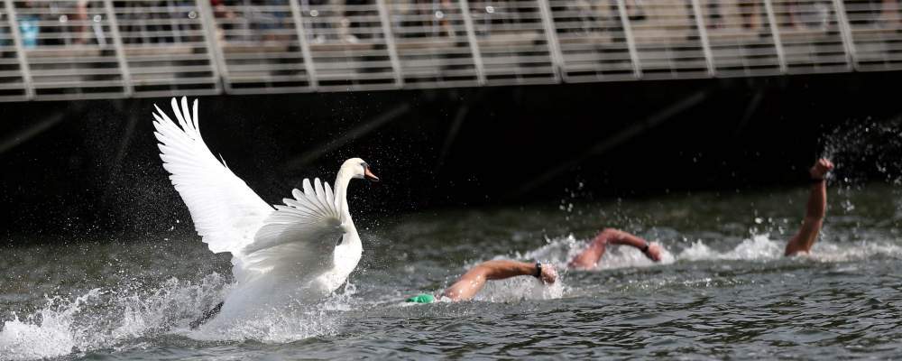 Swan on the Liffey during race